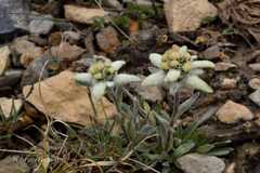 Leontopodium brachyactis